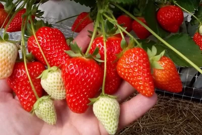 Купить клубнику и саженцы клубники Мурано в Харькове и Украине